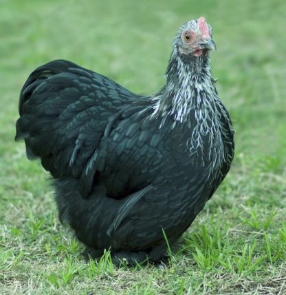 Birchen Cochin Bantam