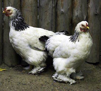 Light Brahma Chickens