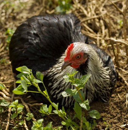 Birchen Cochin Bantams