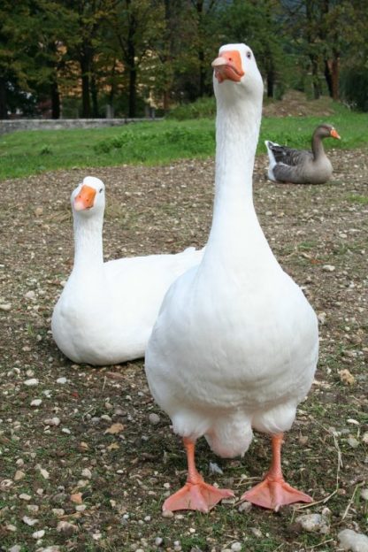 White Embden Geese
