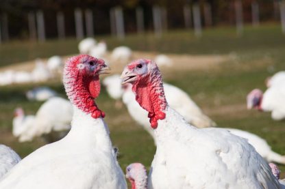 White Broad Breasted Turkeys