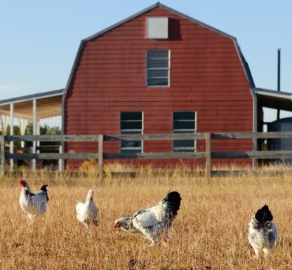 Light Brahma Chickens