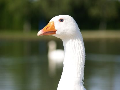 White Embden Geese