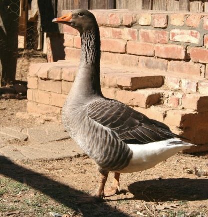 Toulouse Geese