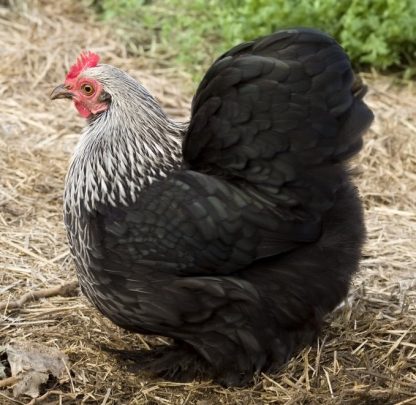 Birchen Cochin Bantam Hen