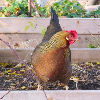 Brown Leghorn Chickens For Sale