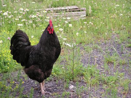 Black Jersey Giant Chicken