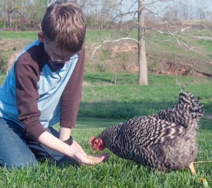 Barred Standard Plymouth Rock Chicken