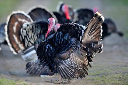 Broad Breasted Bronze Turkey-3792