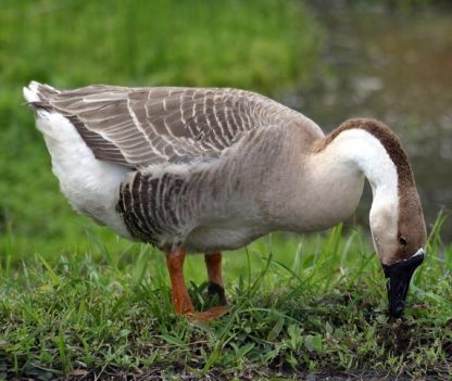 African Geese -3988