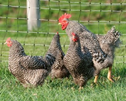 Barred Standard Plymouth Rock Chicken