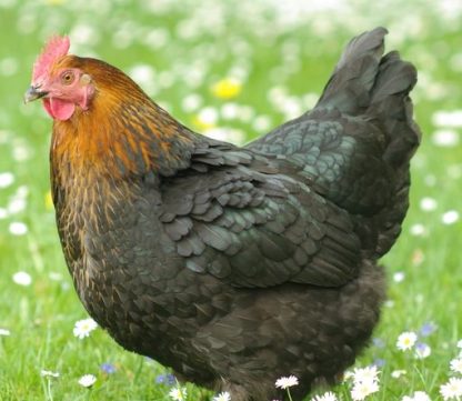Black Copper Marans Rooster Breed