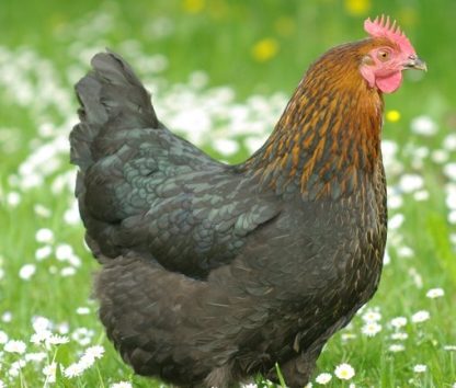 French Black Copper Marans Chicken