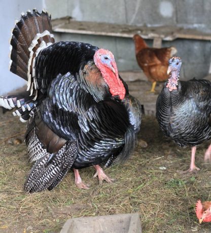 Broad Breasted Bronze Turkey-3794