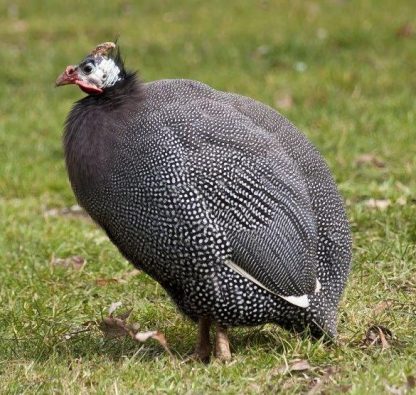 Pearl Grey Guinea