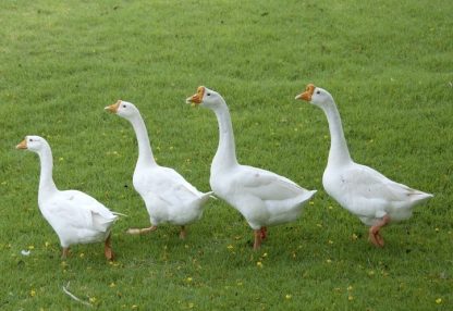 White Chinese Goose