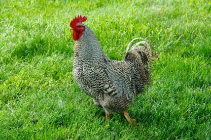 Barred Standard Plymouth Rock Chicken