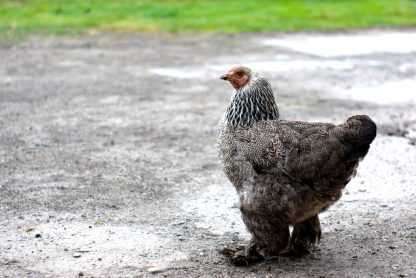 Dark Brahma Chicken