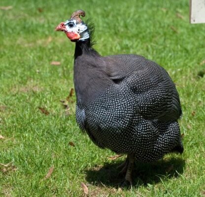 Pearl Grey Guinea For Sale