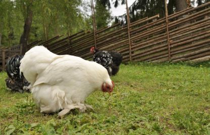 White Cochin Bantam Chicken