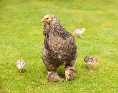 Dark Brahma Chicken and chicks