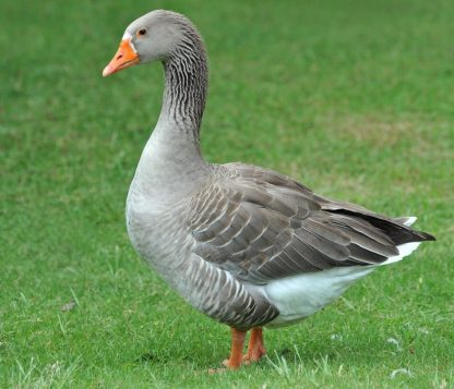 Toulouse Geese