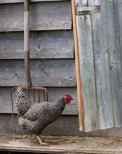 Barred Standard Plymouth Rock Chicken