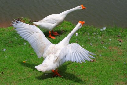 White Chinese Goose