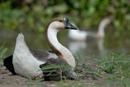 African Geese -3989