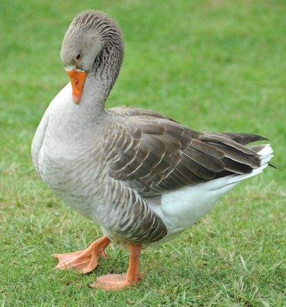 Toulouse Geese