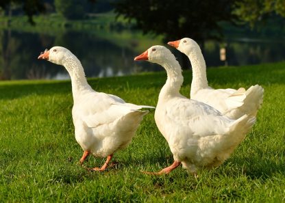 White Embden Geese