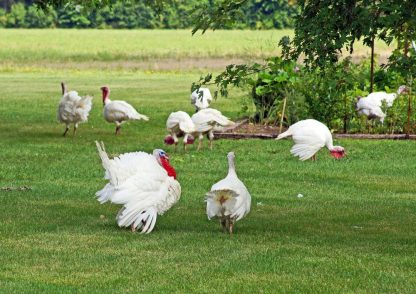 White Broad Breasted Turkeys