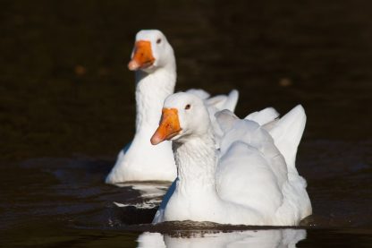 White Embden Geese