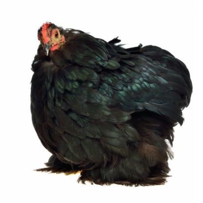 Black Cochin Bantam