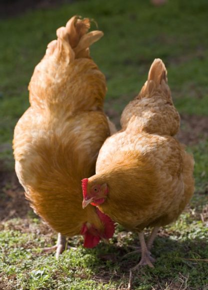 Buff Orpington chickens