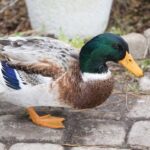 Wlesh Harlequin Ducks For Sale