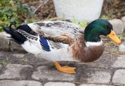 Wlesh Harlequin Ducks For Sale