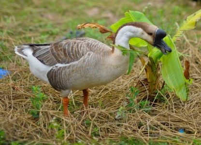 African Geese -3991