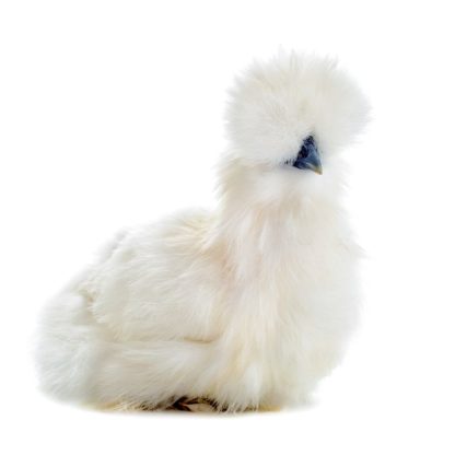 White Silkie Bantam