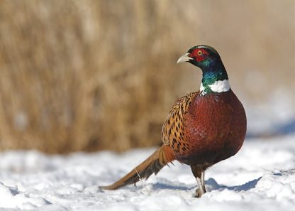 Ringneck Pheasant -4322