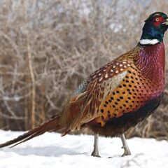Ringneck Pheasant -0