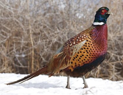 Ringneck Pheasant -0