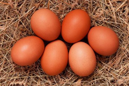 French Cuckoo Marans Chicken Eggs