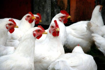 White Plymouth Rock chickens