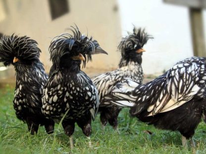 Silver Laced Polish Chickens for Sale