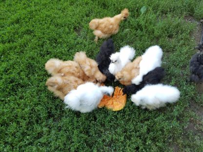 Silkie Bantam Special