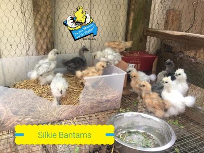 Silkie Bantam Special Chicks