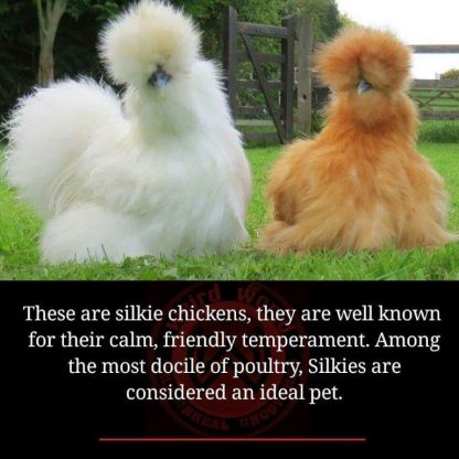 Silkie Bantam Special