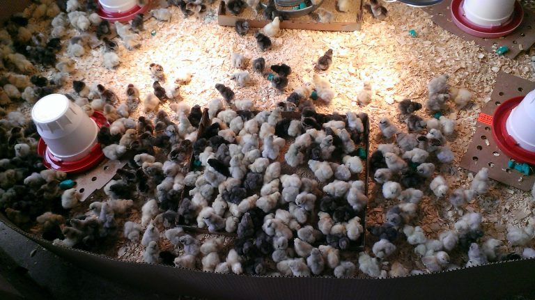 Silkie Bantam Special