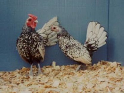 Flock of Silver Sebright Bantam